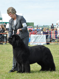 Ch. Hanningfield Touch Of Magic, JW ShCM