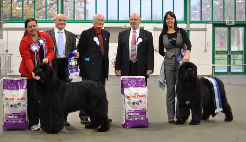 Winners at the Southern Newfoundland Club Open Show - December 2011