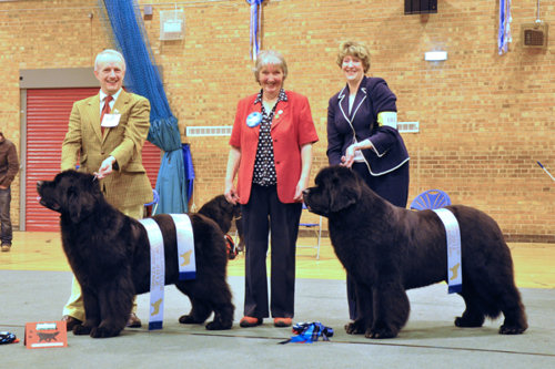 Winners at Northern Newfoundland Club Championship Show - April 2012