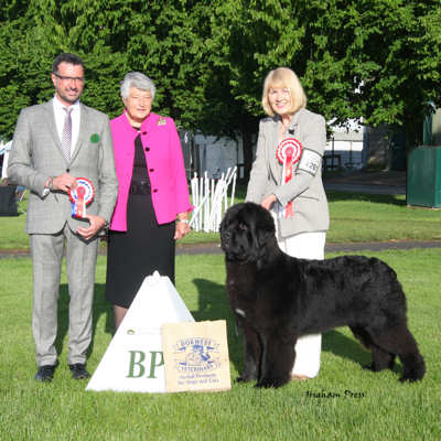 New Angels Myguy at Millthorpe winning Best Puppy in Show at Three Counties