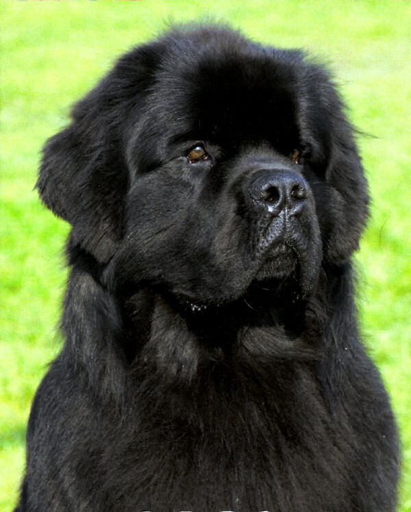 Mack