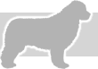 Newfoundland profile
