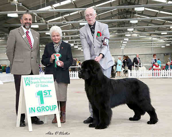 Baranova Big Bopper of Elbear winning Reserve Best Puppy in Show at Working & Pastoral Breeds Association of Wales
