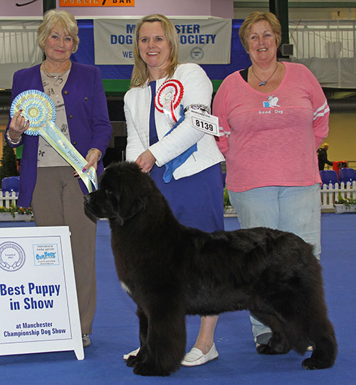 Camnoire Halo at Nandobears winning Best Puppy In Show at Manchester Dog Show Society