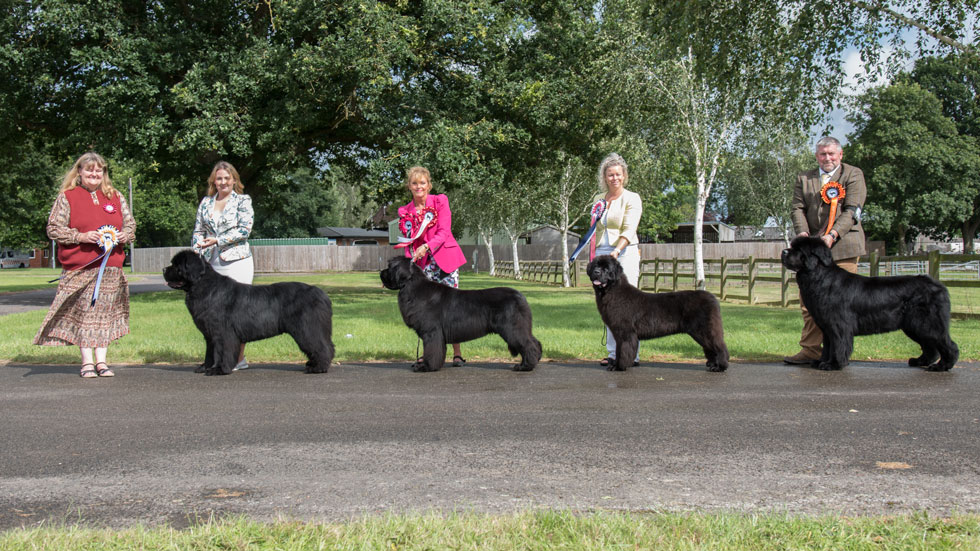 Newfoundland winners line-up from the Northern Newfoundland Club Open Show, August 2021