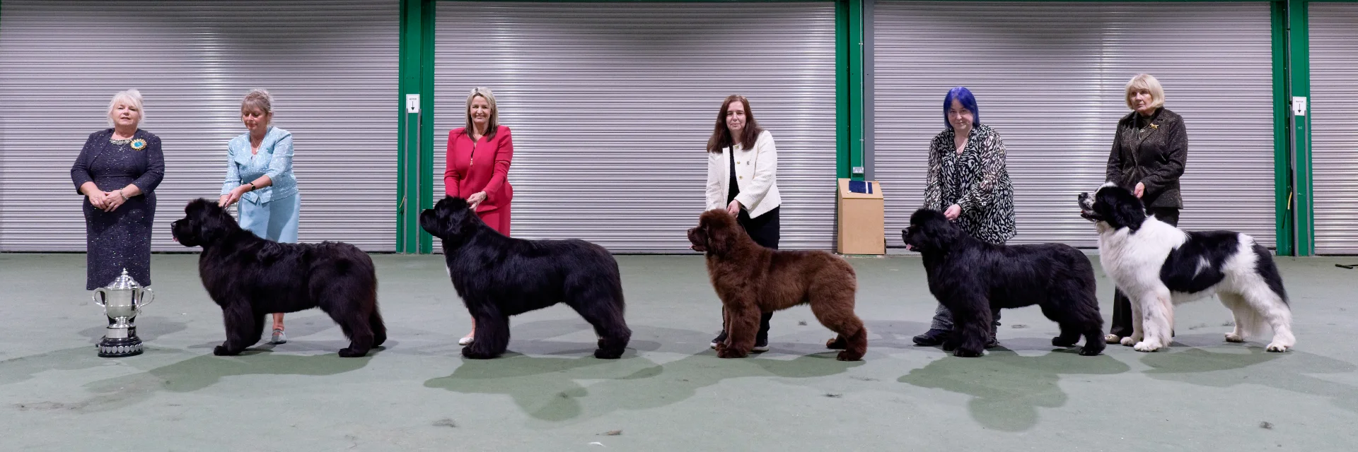 Winners line-up at Newfoundland Club Championship Show October 2024 judged by Jan Groves