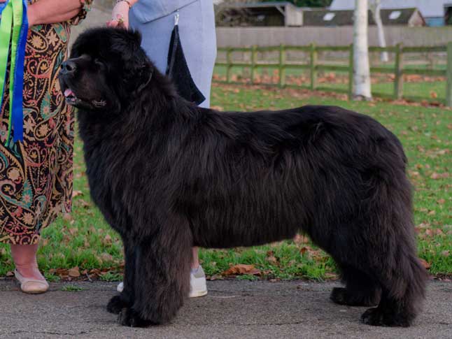 Ch. King Of Helluland Love Actually at Darebear, JW ShCM ShCEx OSW