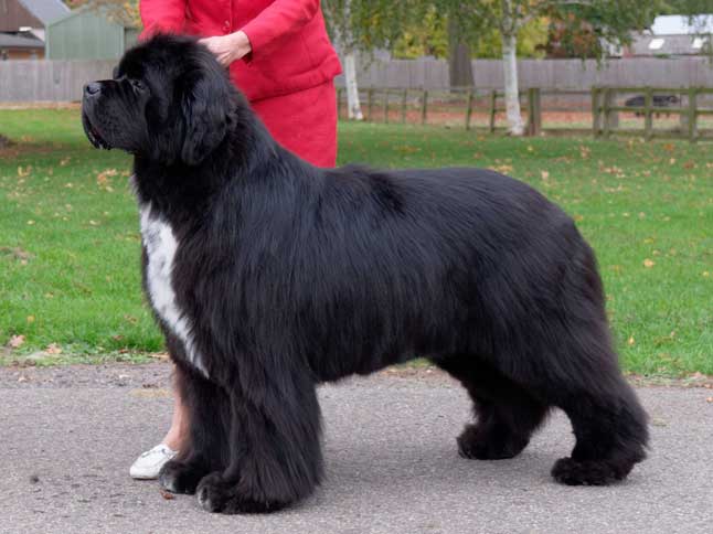 Ch. Sandbears Masterpiece