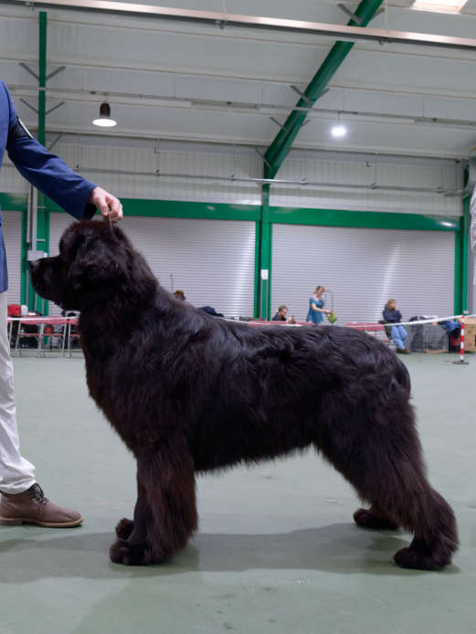 Ch., Ir. Ch. Titanbears Vainglorious, JW ShCM OSW