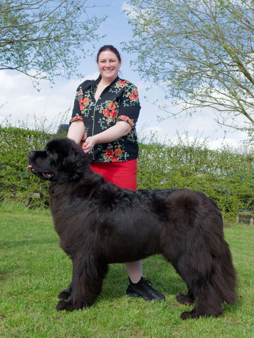 Ch., Bel. Ch. Twillin Gate Villustrious among Zentaur