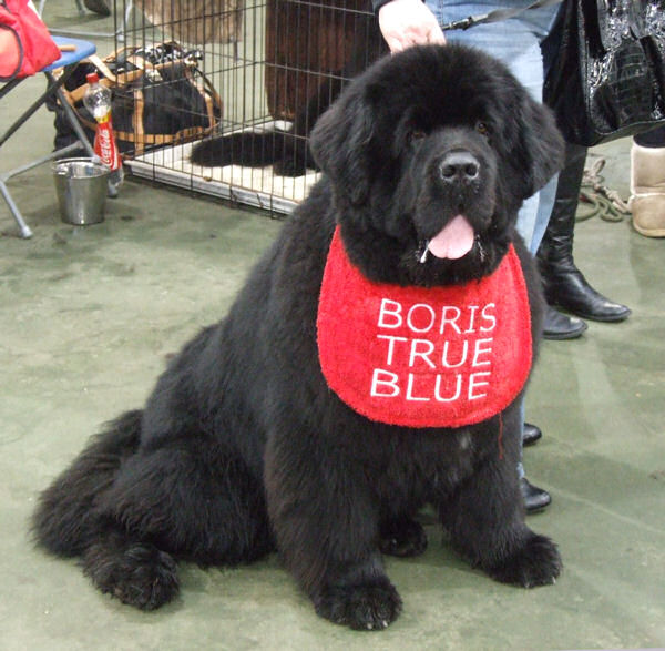 Boris image 2