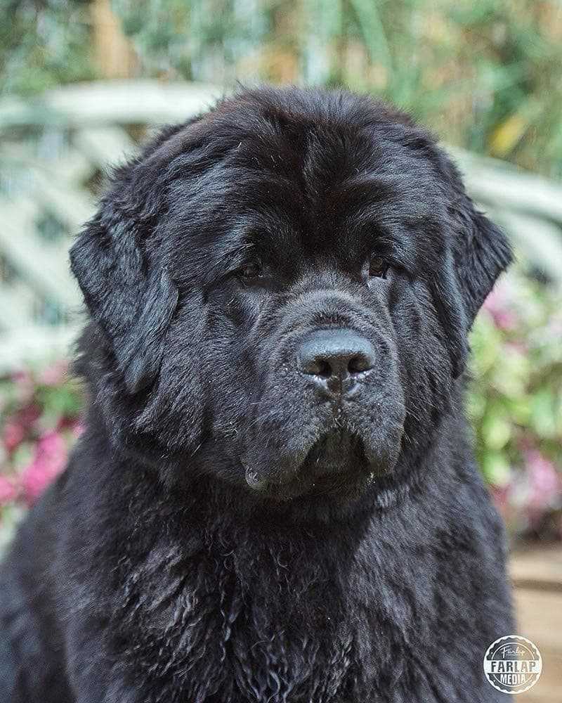 Kai image 1