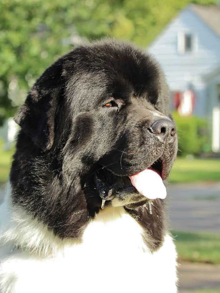 Nimbus image 2