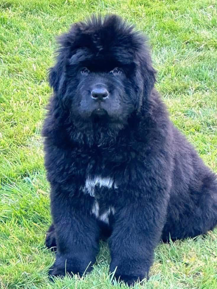 Gus image 4