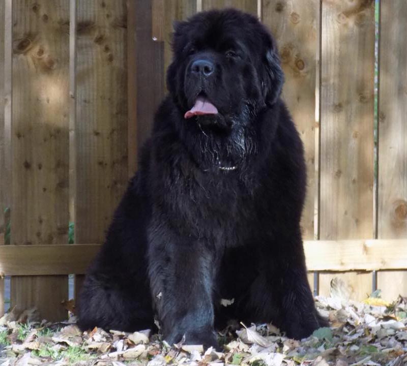 THICKISH NEWFOUNDLAND GOING TO THE MOON AND BACK
