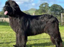 BARRACECHI ROMANI CHARM FOR SHADANN, ShCEx