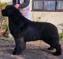 SANDBEARS SOULKEEPER VIA LUVMINEWFS, JW, ShCM