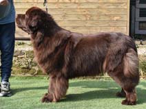 SHIREBEARS ICKY THUMP