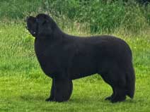 SHIREBEARS SUPERNATURAL