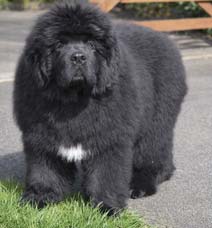 SHIREBEARS WANDERING STAR