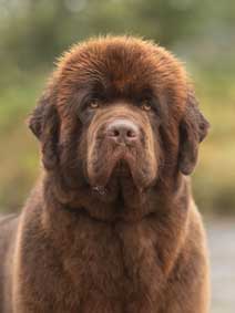 Ir. Ch. SNUGINES VOGUES LEGACY