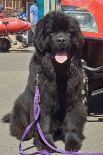 TITANBEARS MAJESTIC
