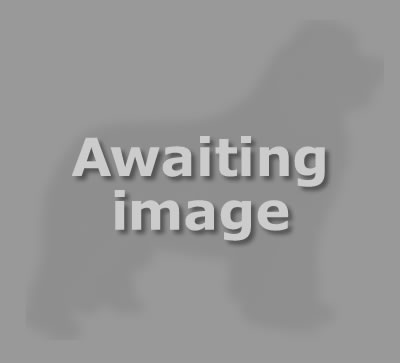 Am. Ch. KILYKA'S TARBELL OF RIVERWATCH - missing image